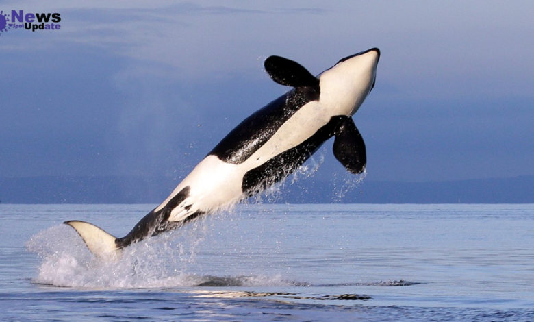 Orcas IN Gulf of Mexico